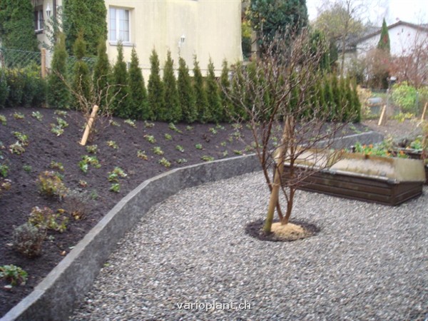 Abeckung mit Rindenkompost